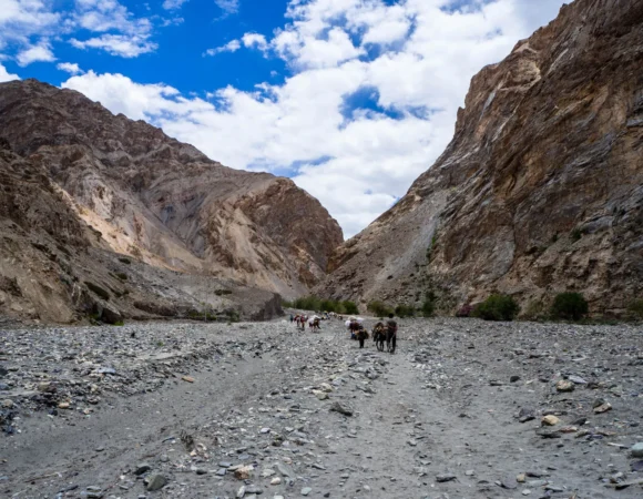 Mules-on-the-Markha-Valley-trek