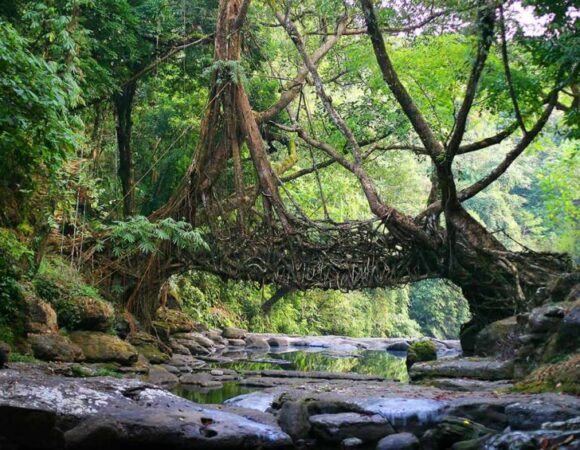East-Khasi-Hills-licing-root-bridge-1000x565