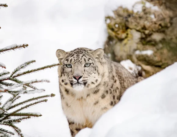 1280px-Snow_leopard_1985510