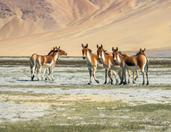 hemis-national-park-leh-ladakh-1-attr-hero